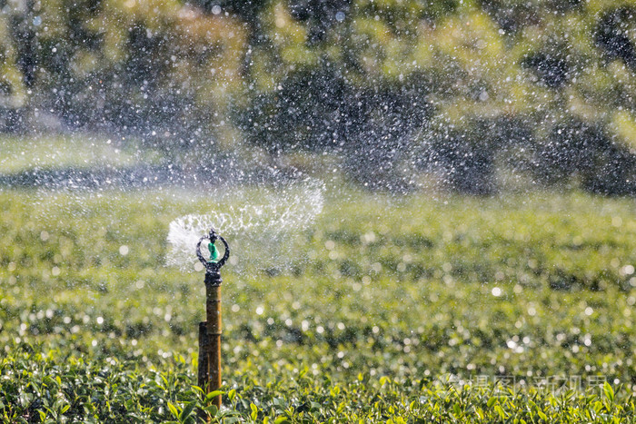 花园洒水浇灌茶园