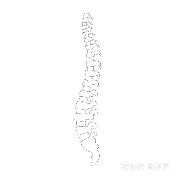 矢量人体脊柱插图