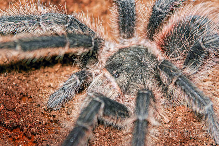 蜘蛛蛛毛茸茸的大毛茸茸的愤怒和关心