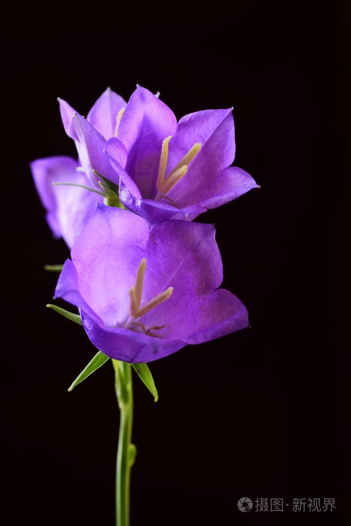 四紫罗兰色响铃的构成在黑色背景下