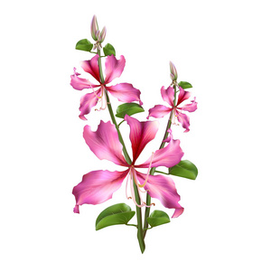 紫荆图片-紫荆素材-紫荆插画-摄图新视界