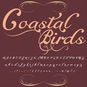 手绘字体集命名为沿海鸟类笔刷画中人物小写和大写你的设计的手写的手写体字体排版字母表