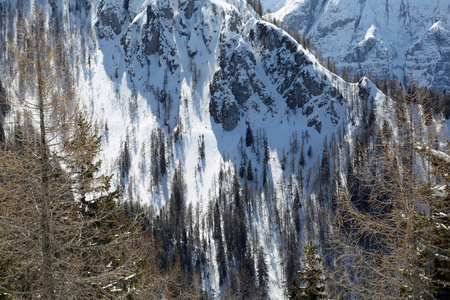 冬天和许多树下雪山的背景