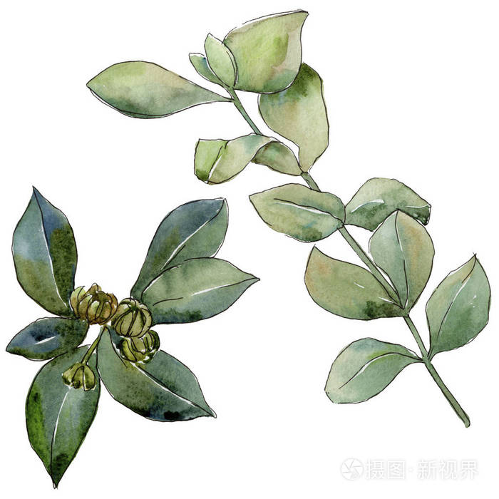 黄杨树叶以水彩风格隔开.背景,纹理,包装图案,框架或边框的水彩画叶