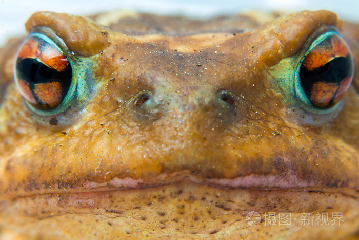 常见的头部和眼睛的蟾蜍蟾蜍特写