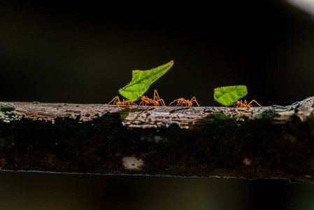 蚂蚁躲在树叶下的图片图片