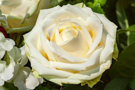 美丽的白色玫瑰与美妙的香味照片