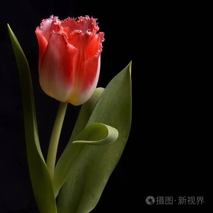 黑色背景单株郁金香花
