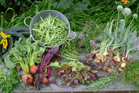 在花园里的餐桌上在花园里的新鲜蔬菜