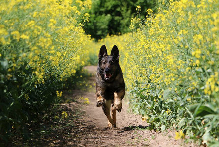 牛头犬运行图片