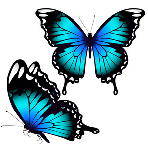 一套明亮的蓝色美丽的蝴蝶孤立在白色背景, 矢量, 插图