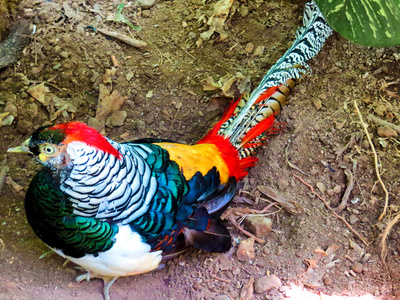 彩色鹦鹉在巴厘岛鸟园