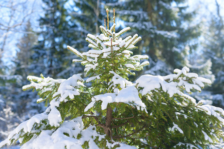 云杉白雪覆盖的云杉树木在冬天在波兰巨人山脉白雪覆盖的云杉嫩枝覆盖