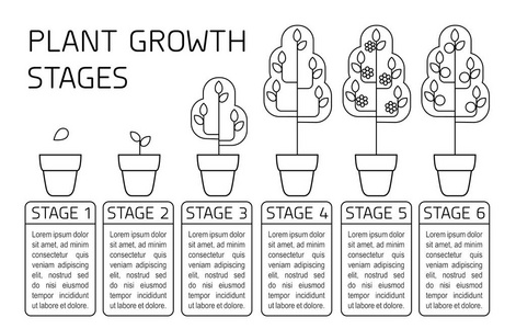 蔬菜生长阶段图片-蔬菜生长阶段素材-蔬菜生长阶段插画-摄图新视界