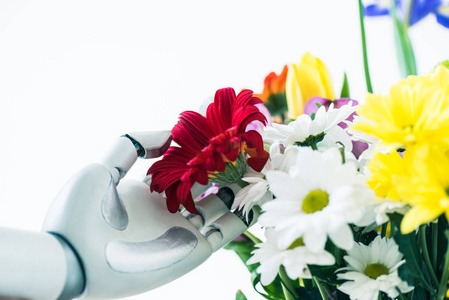 机器人特写图触摸白色的美丽花朵