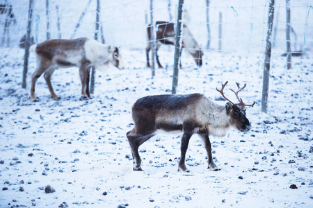 一群驯鹿驯鹿放牧在雪的风景, 瑞典北部附近挪威边界, 拉普兰