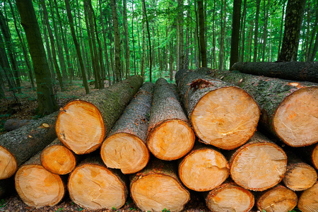 木原木木材堆积在德国的哈茨山