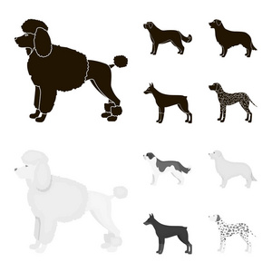 圣伯纳德, 猎犬, 猎犬, 拉布拉多。狗品种集合图标黑色, monochrom 风格矢量符号股票插画网站