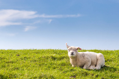 特克塞尔羊看图片