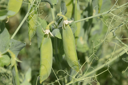 绿豌豆在田里。在田里种植豌豆。豌豆茎和豆荚