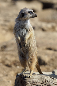 Suricata 站在守卫上。好奇鼬