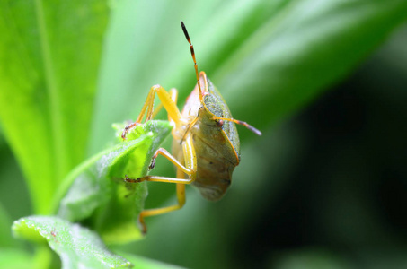 绿盾虫Palomena Prasina