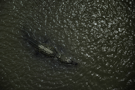 美国鳄鱼鳄蕲蛇, 濒危鳄鱼从新世界, 哥斯达黎加