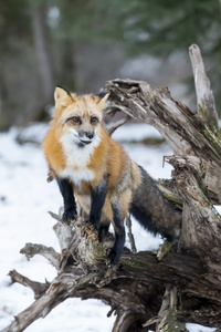 在自然环境中的赤狐