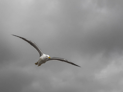 海鸥在飞行中与张开的翼与非常多云天空