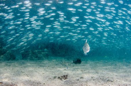 大眼睛 Trevally 杰克, Caranx sexfasciatus 形成两极分化的学校, 诱饵球或龙卷风。Pulmo 