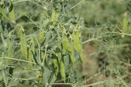 绿豌豆在田里。在田里种植豌豆。豌豆茎和豆荚