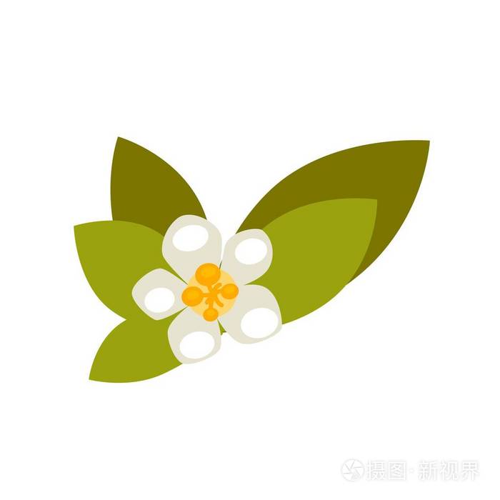 绿色的叶子的香草花