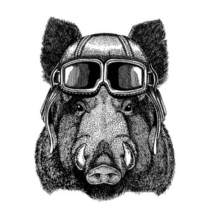 戴眼镜的动物佩戴飞行员头盔。矢量图片。Aper, 野猪, 猪, 野生 boaraper, 野猪, 猪, 野猪手画的 t恤, 纹身