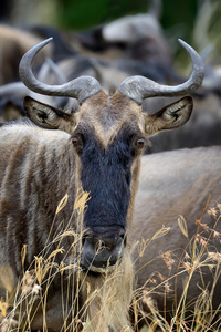 牛羚，肯尼亚国家公园非洲