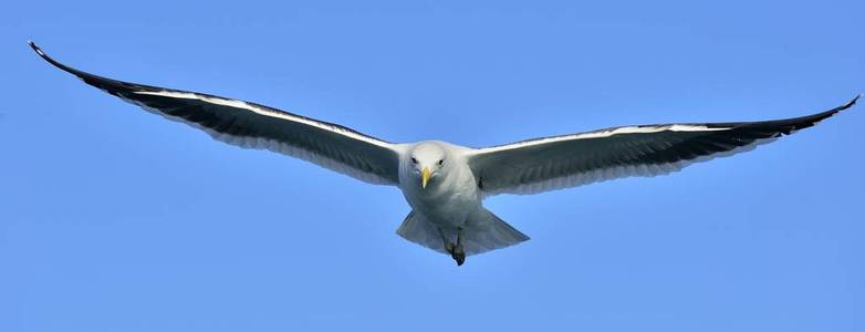 飞行成人海带鸥