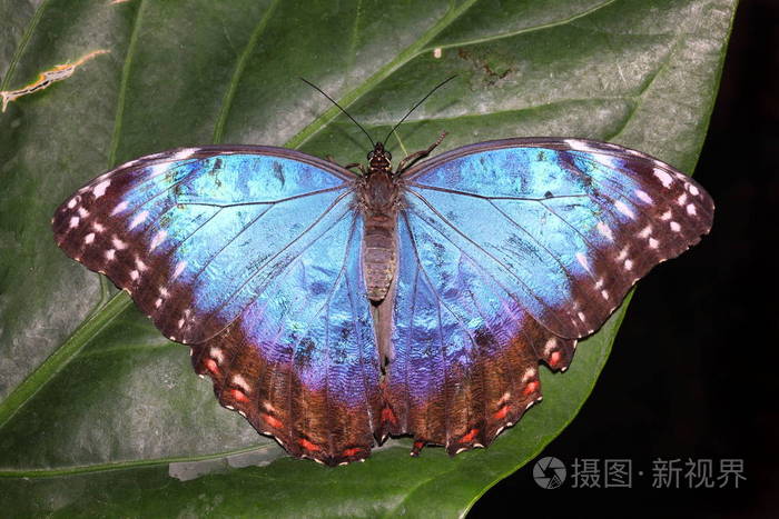 蓝色热带蝶