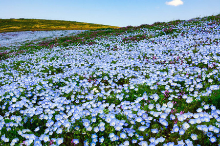 美丽的花场的 nemophila，也叫淡蓝色的眼睛，在日本日立海滨公园