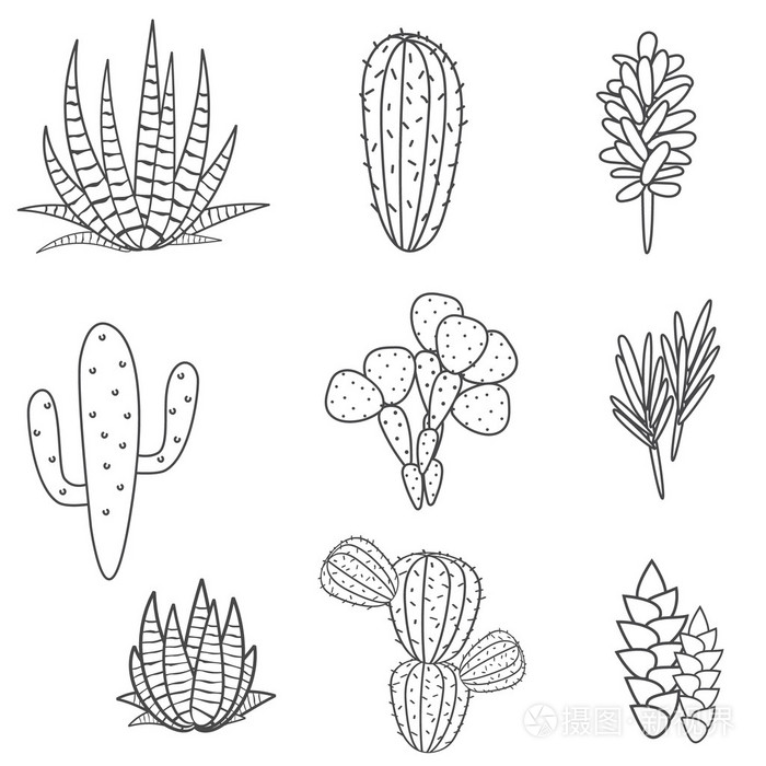 肉质植物载体集植物性黑白仙人掌