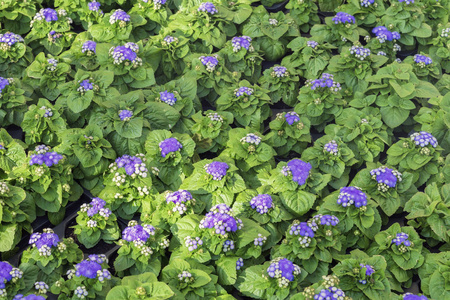 花坛的幼花幼苗, 盆里有紫色的花朵。美丽的季节性花卉背景为不同的主题