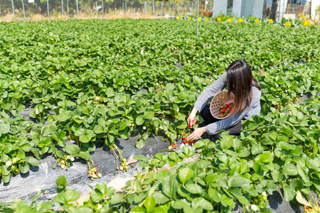 女人拿起草莓在室外