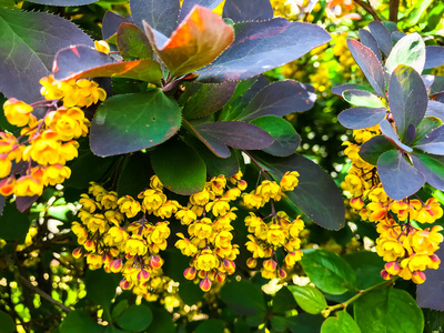 檗的树枝, 黄色的花朵