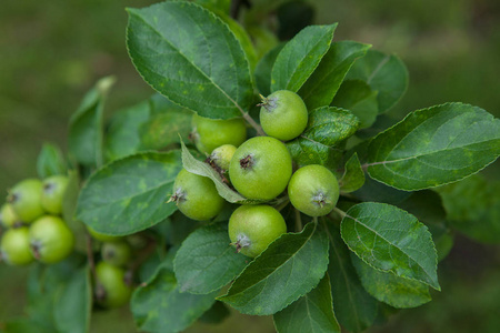 树枝上的绿苹果准备收获，在户外，选择性焦点