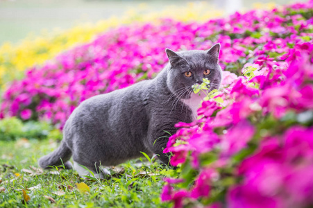 英国的猫躲在灌木丛中