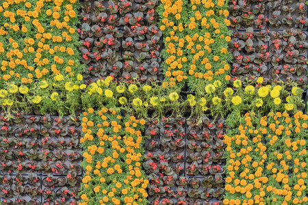 花朵幼花苗以五颜六色的花朵在花盆里为花坛的城市, 自然的花卉图案