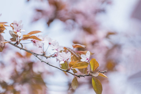 春季背景艺术与粉红色梅花树开花