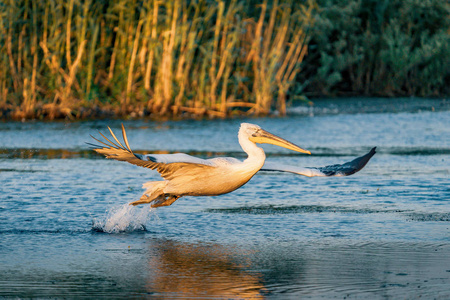 伟大的白色鹈鹕起飞在夏天的早晨在多瑙河三角洲, 罗马尼亚