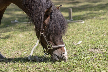 饥饿的马在阳光明媚的日子里吃草
