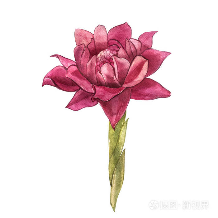 手工画姜花水彩素描食品设计插图