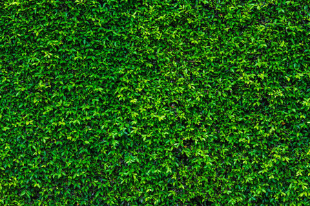 绿色的树叶自然墙的背景
