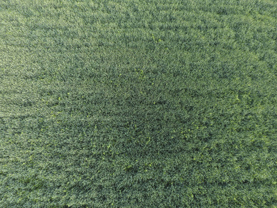 麦田的纹理。年轻的绿色小麦在球场上的背景。直升机的照片。航拍照片的麦田
